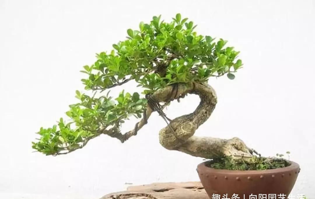  [南方]10年前一盆上万，10年后一盆十块，烂大街的黄杨，被玩坏的盆景