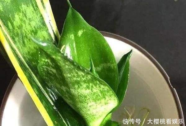 「豆瓣绿」这些盆栽,别花钱买,剪个叶子,沾土就生根,一年爆出十几盆