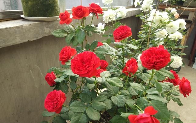  『红艳』此花是世界名花，花色红艳，漂亮又喜庆，四季常开，是盆栽佳品