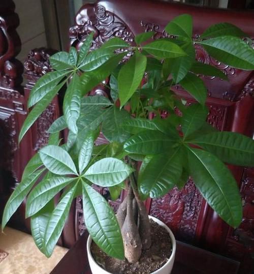  好多花友■在家养发财树，叶子老是爱发黄，告诉你几个小技巧，不黄叶长势旺