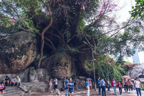 福建厦门最“良心”的寺庙，不要门票上香也免费，游客必打卡景点