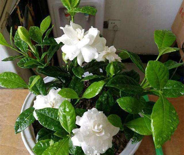  【栀子花】养“栀子花”，注意1个小细节，不黄叶、不掉苞，油绿茂盛开花多