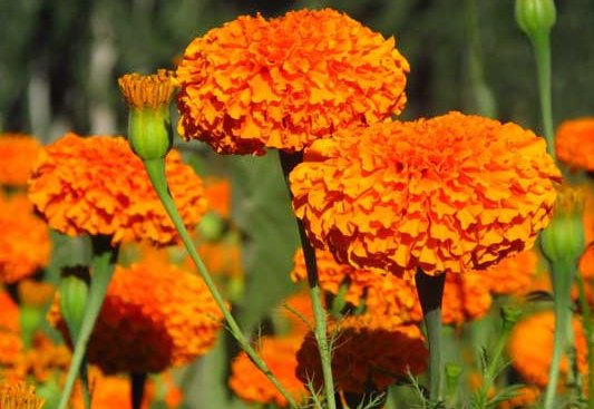  『养不活』养花养不活，总是挂掉，不如养这些花卉，放在阳台姹紫嫣红，超美