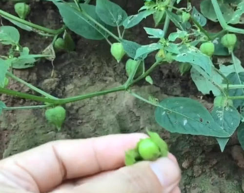 农村山坡上的野草，结出的果实像灯笼，看着不起眼但也是一种草药