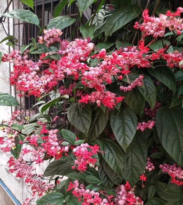  [窜成]18种花，挂窗台窜成绿窗帘，天热了遮阴真凉快！