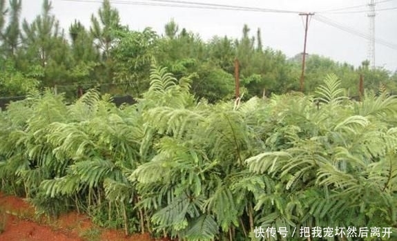  [产量]农村有种水果产量大，天天吃也摘不完，城里卖30一斤却没