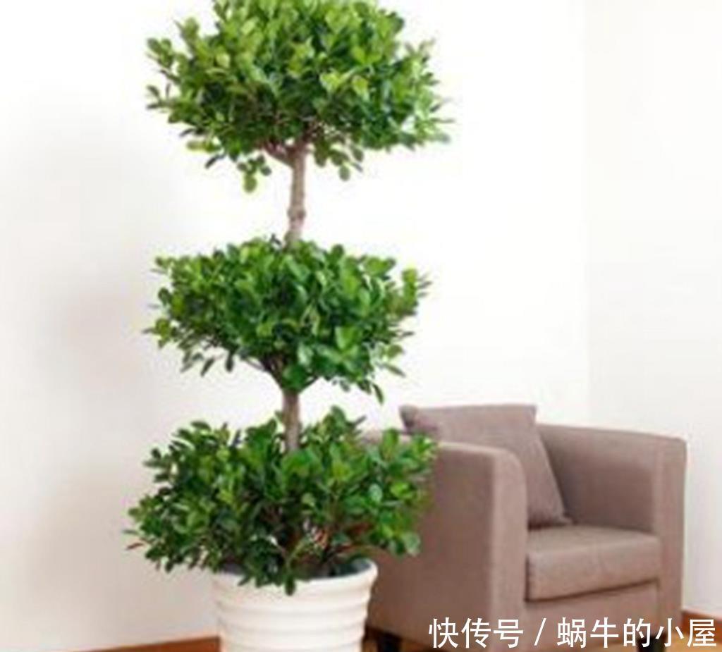 「招财」把这五种绿植摆一盆在家,寓意招财、保平安,好运进家门!