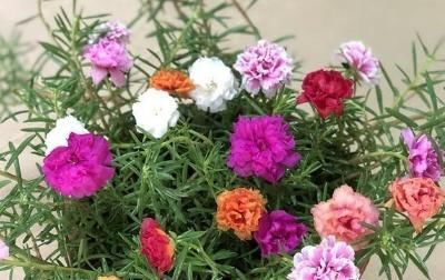  #花爆盆#太阳花爆盆的种植方法,掌握4个要点让太阳花疯长爆盆