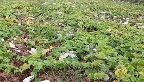  『瓜有』卖价贵3倍！这种“堆堆瓜”能自然存放1年，啥瓜有这么神奇？