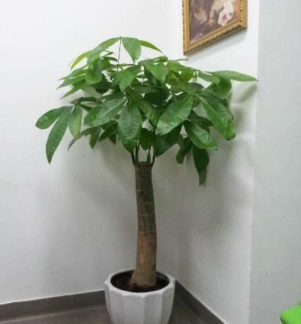 『用小盆』养花用大盆还是小盆?“4种花”就爱小盆,浇浇水,越养越精神