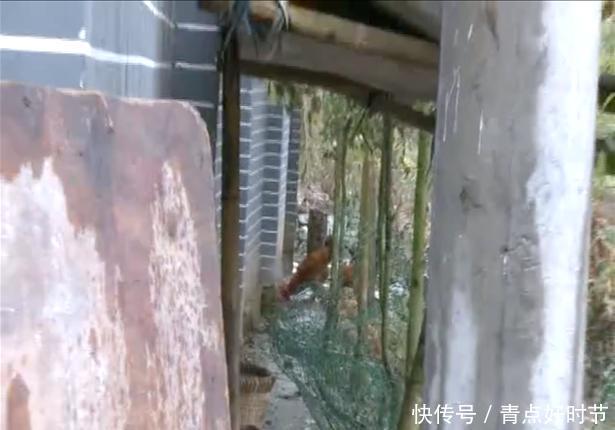 退休教师在学校养鸡，村民不满，他振振有词：学校就是我家