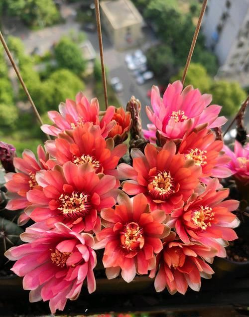  「团圆」喜欢菊花，就养盆“珍品名菊”秋桔晚红，似红烧狮子头，团圆美满