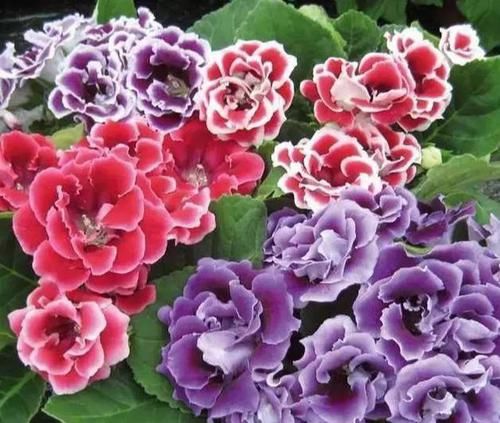  【牡丹】一种“地皮花”，比牡丹美，比月季靓，阳台养几盆，一开200天