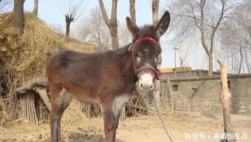  驴皮：一张驴皮能卖千把元，一头驴也能卖上万元，那为啥农民不