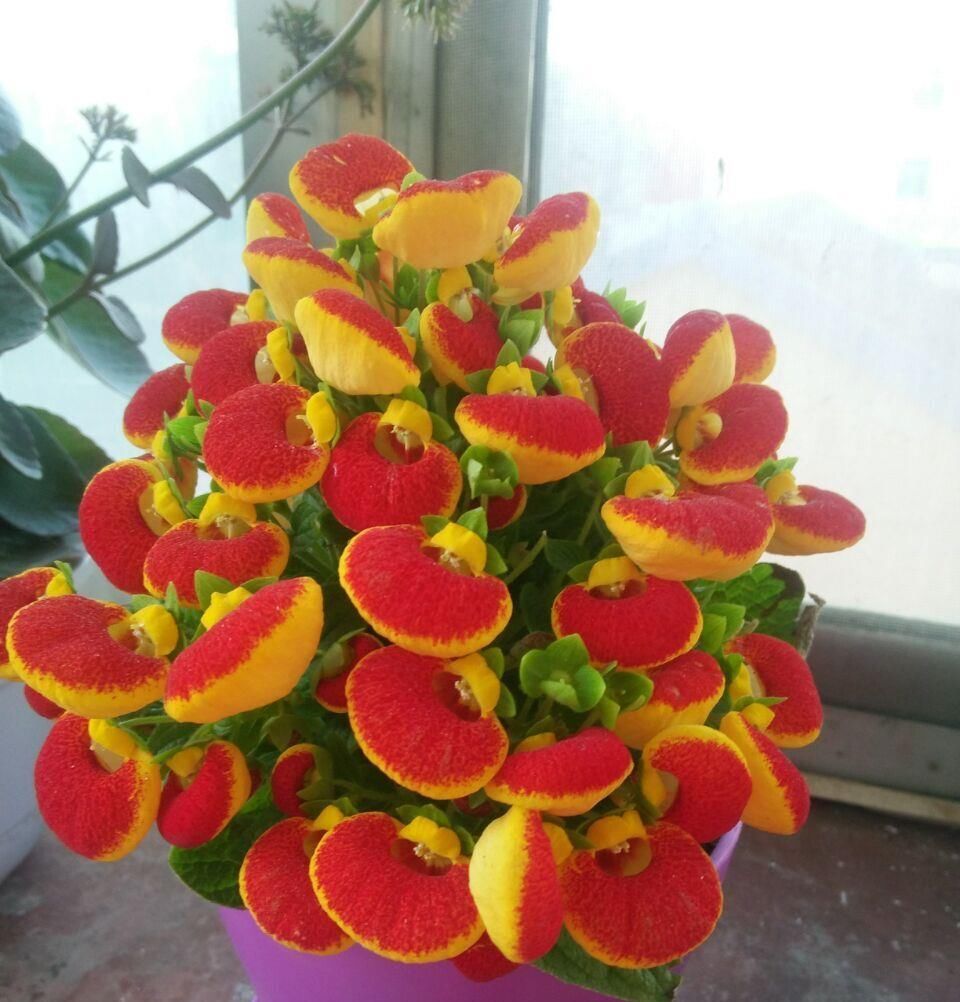  【种植】一种新型室内盆栽绿植，花朵奇特好看，开花几个月，种植很容易！