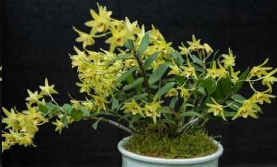  『药用价值』阳台上就这种这些可以吃的花卉，看好好养还好吃！