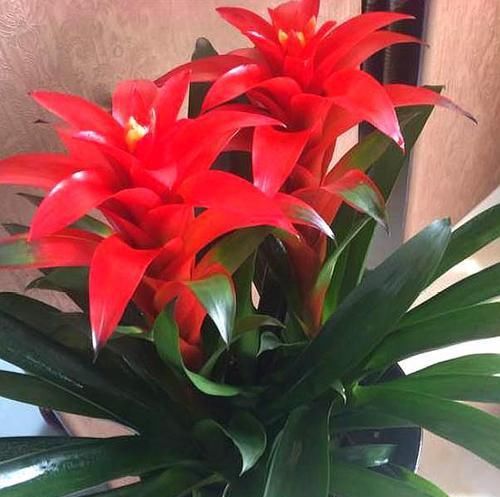  「发福」“鸿运当头”这样养，花叶繁盛，“聚财发福”，不信你还养不好