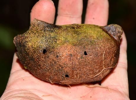  植物界|这种野生物，才是真的稀罕珍贵，价值不是一般高，在山上