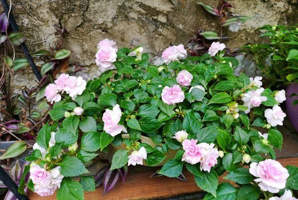  【凤仙花】养盆凤仙花，常年开花，花瓣能染指甲，小时候过家家经常玩
