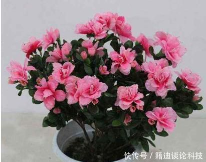 『快速』小花匠养杜鹃花,春季都用此“方法”,疯长新芽,来年花更多