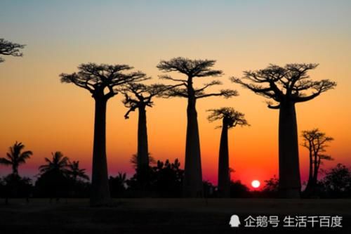  「中国」寿命5000年的非洲“生命之树”，可当房子住可取水喝，