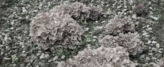  「小伙」陕西农村小伙毕业回家种植稀罕物，一年能收6万斤每斤能