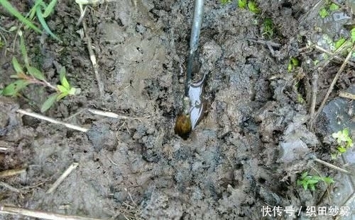  「老家」老家钓黄鳝的人很多，关键要知道怎么找洞