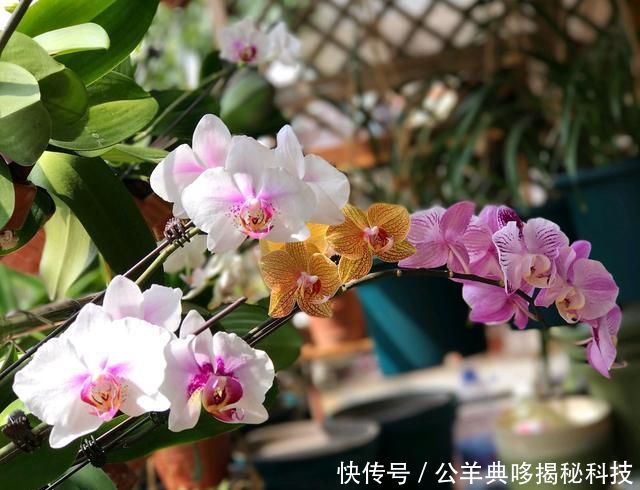  「标本」蝴蝶兰怕湿更怕干，脱水干死快成标本的蝴蝶兰怎么救？丢就对了