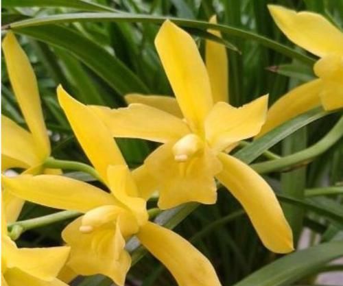  「观赏价值」喜欢养护花卉，我们就选择花色艳丽，花期长，观赏价值较高的花卉
