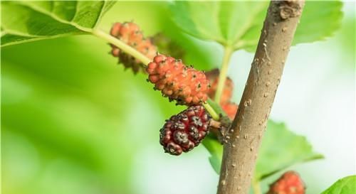  院子里种：老话说：“五树不进宅，财源滚滚来”，其中“五树”