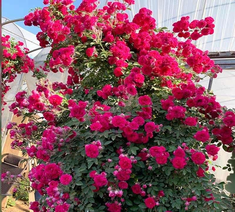  [花香]此花花香四溢，号称“香水之花”，庭院种2棵，还你一片花海
