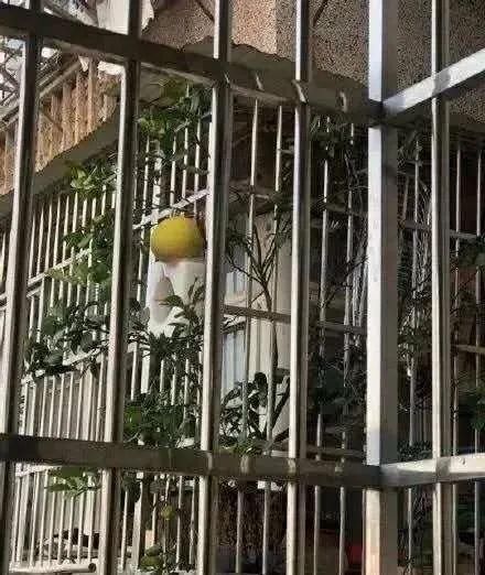  大妈■中国大妈有多爱种菜她出国把洋女婿的花园整成菜园，女婿佩服