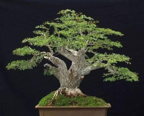  暖凉爽的环：22种天生就是最好的盆景植物，你认识几种？