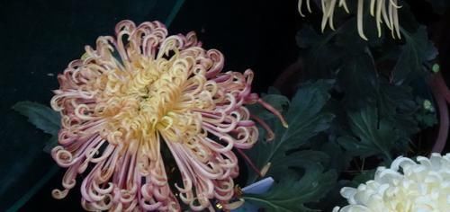  『喜欢』喜欢菊花，首选“菊中精品”盘龙佛光，似佛光普照，吉祥如意！