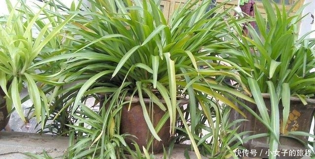 「植物」君子兰、吊兰不见长、不开花?赶紧换个盆,根系壮,叶片长不停!