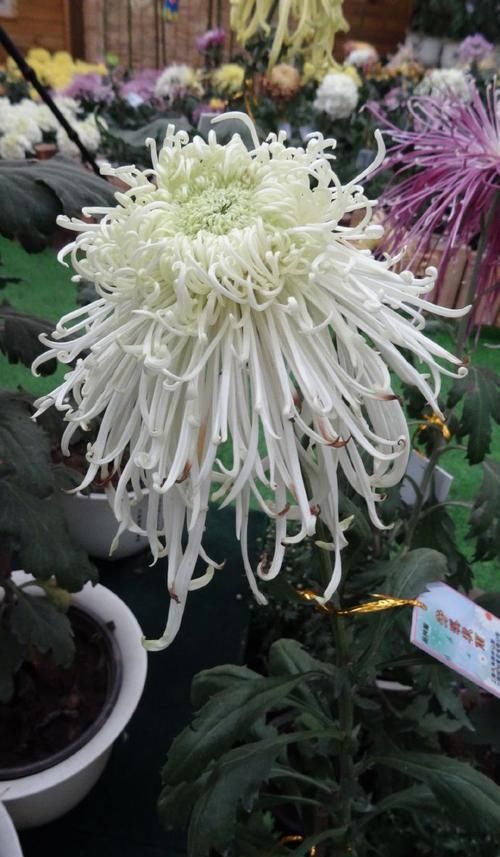 #花型#喜欢玫瑰，不如养盆“北方名菊”芳溪细雨，清新高雅，花型飘逸！