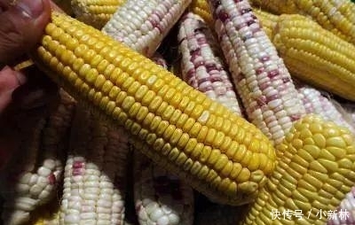  「反对派」转基因食品能吃吗? 看看袁隆平怎么说