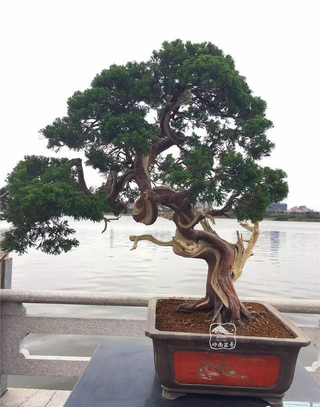 广州园艺博览会岭南盆景作品回顾