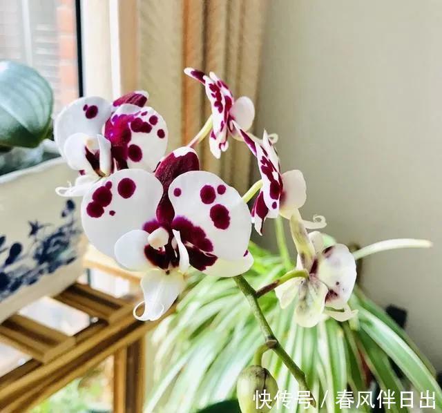  把它|蝴蝶兰烂根了，其实是做错1件事，现在改还来得及！