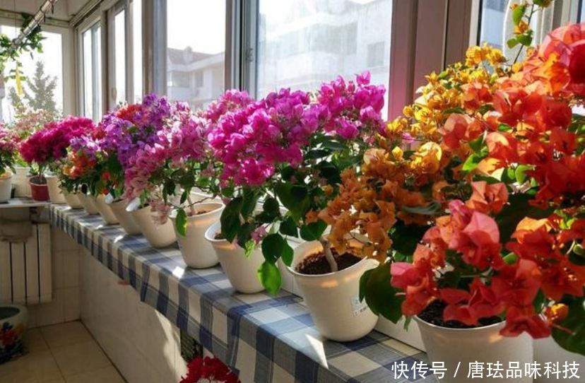  『家里』家里养上“5种花”，开花一簇簇，繁花似锦，直接变成“小花园”