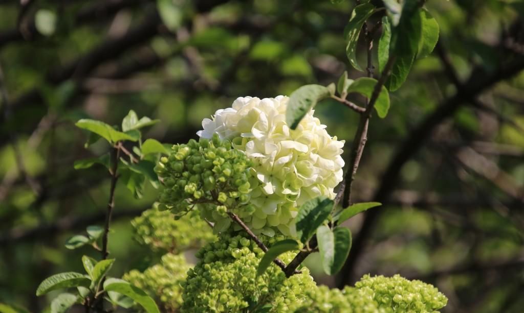  『绣球花』百花争春，绣球花也不堪寂寞