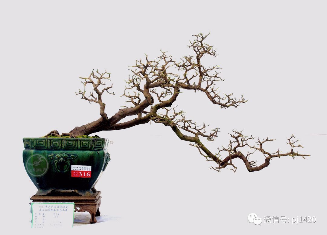 这种盆景枝繁叶茂，终年不谢！