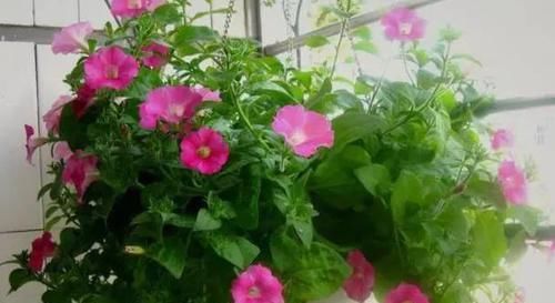 「高温」这“2种”花,高温天也能“花开不断”,让你整个夏天都有花可赏