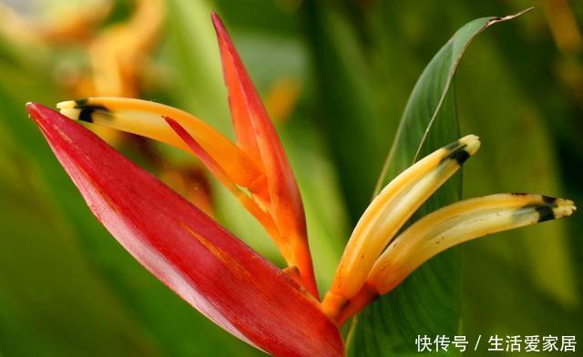「适合」老手都会养的3种花,养护简单不操心,开花漂亮真美丽,适合新手
