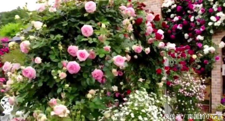 「凌霄花」4种花很漂亮,好养易活能爆盆,花大色艳很漂亮,谁养谁爱