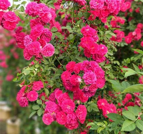  「花墙」有院子的花友不要错过此花，花色鲜艳，浓香四溢，一年就开成花墙