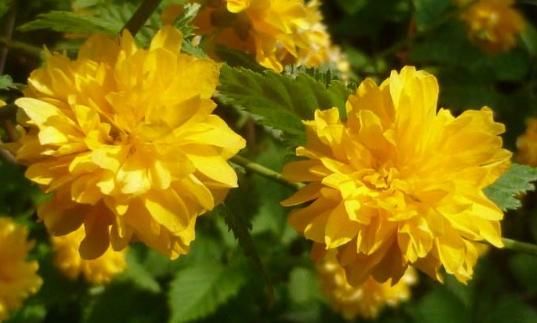  养花■养花就养这5款小花，花色艳花量大，客厅养几盆，花型独特又美观