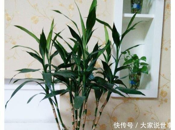 『一不小心』就这5种花,不能晒太阳,一不小心就晒死,不妨你就试一试