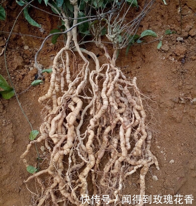 农村地里的一种东西，价格被炒得很高，大家了解吗？