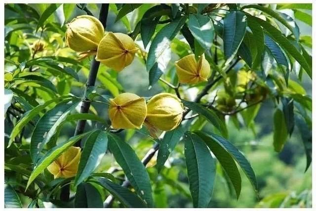 似梦徽州,总有一抹撩人的秋